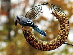 Peanut Wreath Feeder